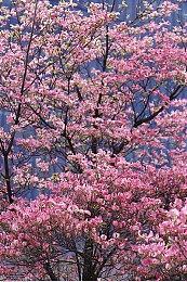 《青鬼》系列新作公开宣传片 和风恐怖故事